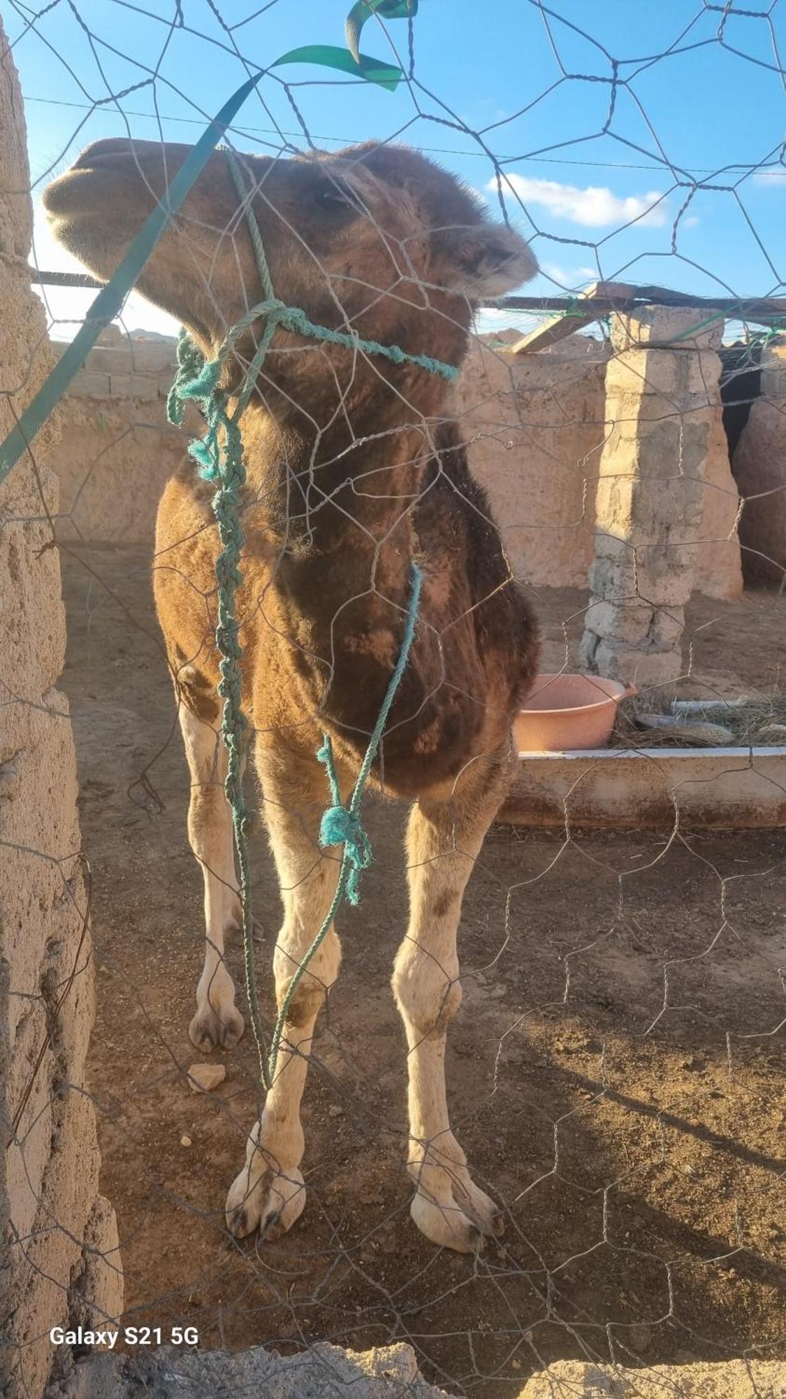 Maison D'Hote Dar Massouada Toujane エクステリア 写真
